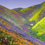mountain_flowers